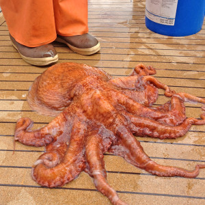 Octopus
